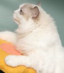 dba03c6b614f36ea71a618efc0cb5841