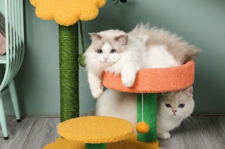 Cat climbing frame small cat cat nest cat tree integrated cat rack grabbing post jumping platform